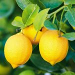 فواید عصاره لیمو ترش برای سلامتی