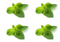 نعنا، جلوگیری از سنگ کلیه