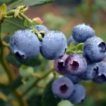 همه چیز درباره خواص بلوبری