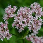 همه چیز درباره خواص سنبل الطیب