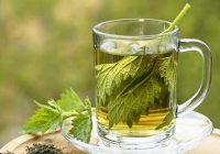 همه چیز درباره چای گزنه