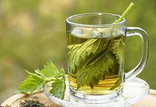 همه چیز درباره چای گزنه