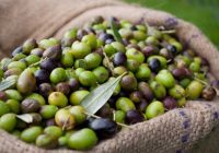 چگونه تلخی زیتون را بگیریم؟