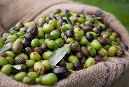 چگونه تلخی زیتون را بگیریم؟