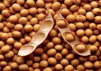 چگونه‌ سویا را خوش‌ طعم‌ كنیم‌؟