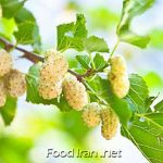توت سفید و افزایش طول عمر