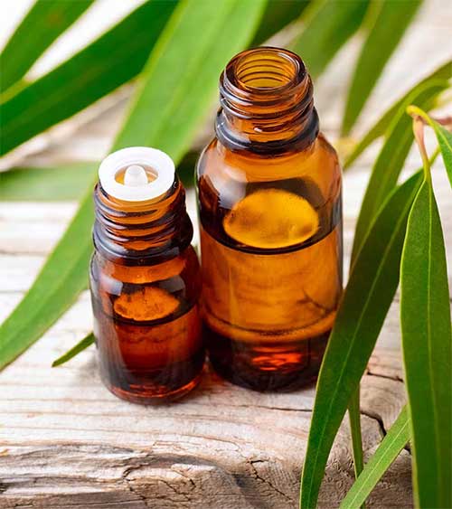 مبارزه با پیری پوست با روغن اکالیپتوس 